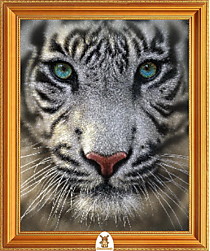 "Белый тигр с голубыми глазами" Арт."МЖ0805"