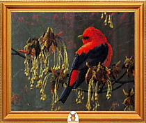 "Черно-красная птица сидит на ветке" Арт."МЖ1847"