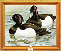 "Две черно-белые утки плавают" Арт."МЖ1865"